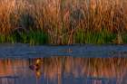 Female redhead duck at Ninepipe National Wildlife Refuge near Ronan, Montana, USA. Art Print